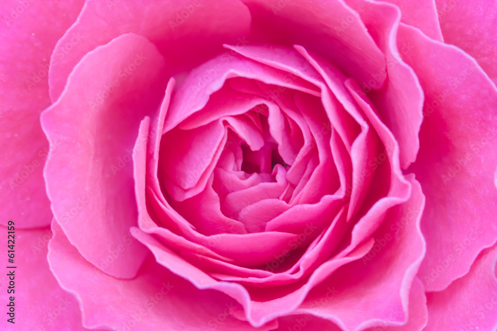 Close up view of a beautiful rose Close up view of a beautiful rose