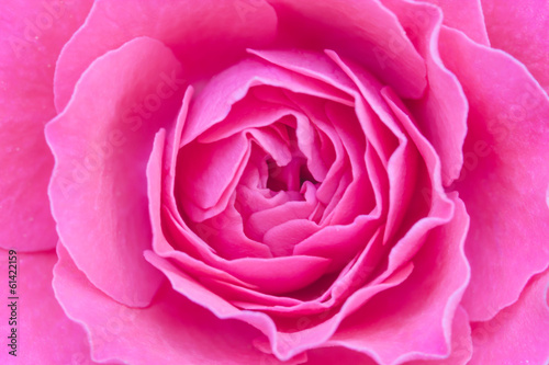 Close up view of a beautiful rose