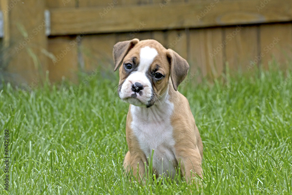 Curious Tan and White Boxer Puppy Stock Photo | Adobe Stock