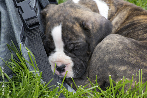 Valokuva Brindle boxer puppy curled up sound asleep against a camera bag