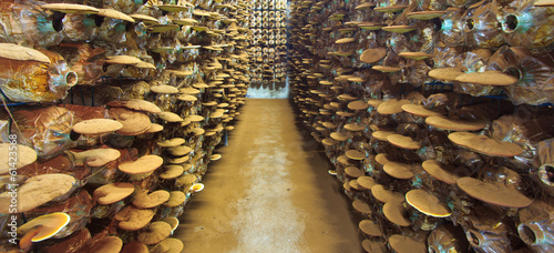 Ganoderma lucidum at the mushroom farm
