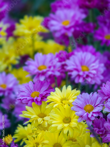 bunch of colorful gerbera flowers