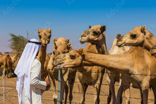 Desert landscape with camel