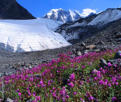 Altai. A glacier and flowers.