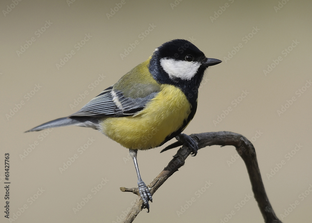 Fototapeta premium Carbonero común