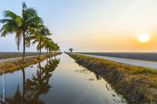 Coconut tree with sunrise background at the empty field