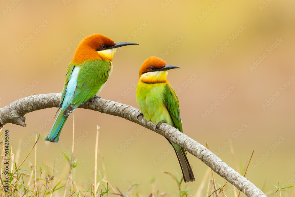 Chestnut-headed Bee-eater (Merops leschenaulti) Chestnut-headed Bee-eater (Merops leschenaulti)