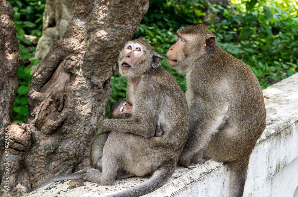 Family,s Monkey in Thailand