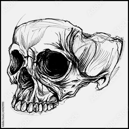 Fototapeta Naklejka Na Ścianę i Meble -  Skull Drawing