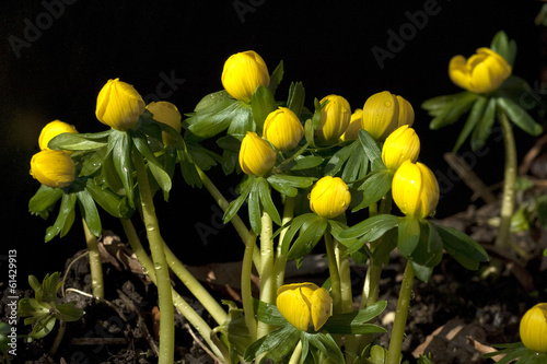 Winterling, Eranthis, hyemalis, photo