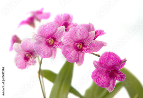 Violet orchid ,thai orchid isolated