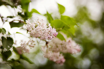 Papier peint photo Lilas Lilas mauves épanouis sous le soleil  © Kristina Stasiuliene