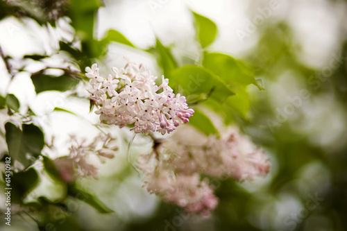 lilac flowers