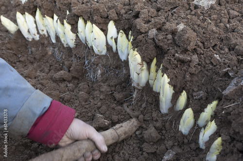 Harvesting endives/chicorei