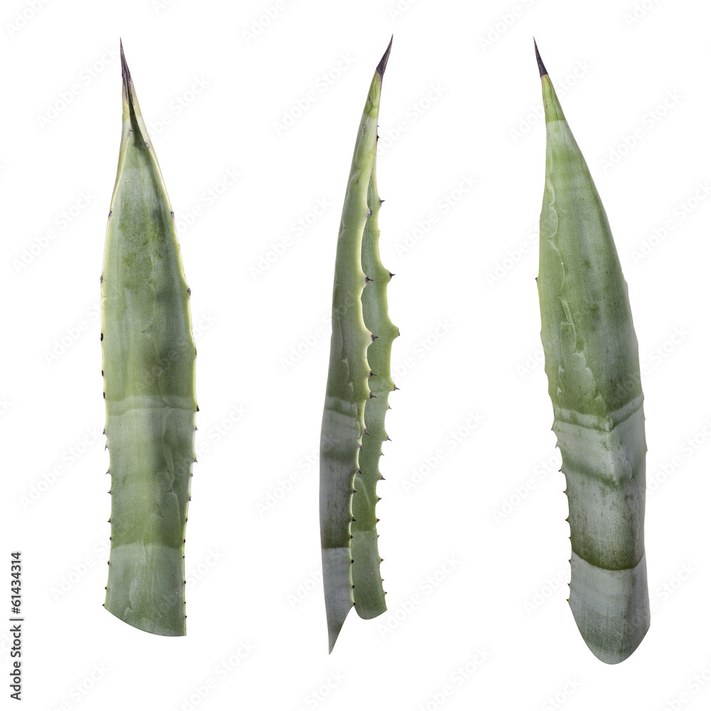 Fotografía agave leaf