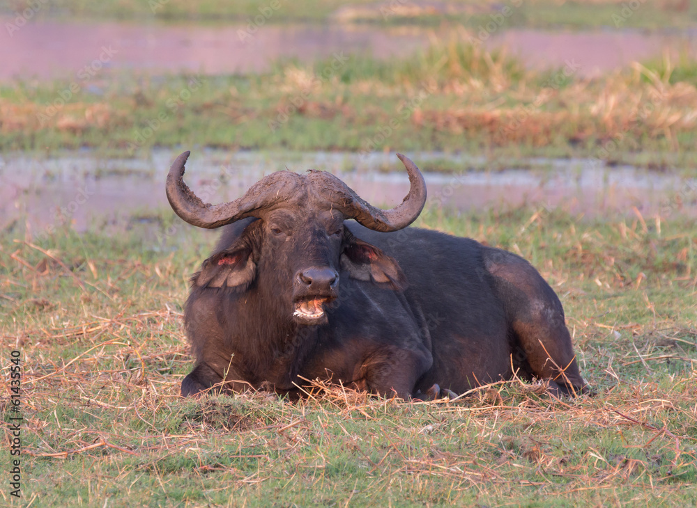 African buffalos African buffalos
