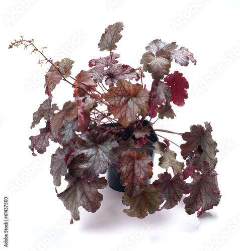 Heuchera Amethyst Myst in a pot