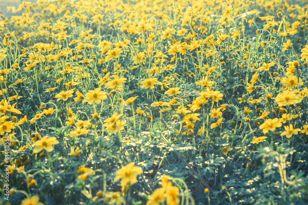 Yellow flowers blossom. Yellow flowers blossom.