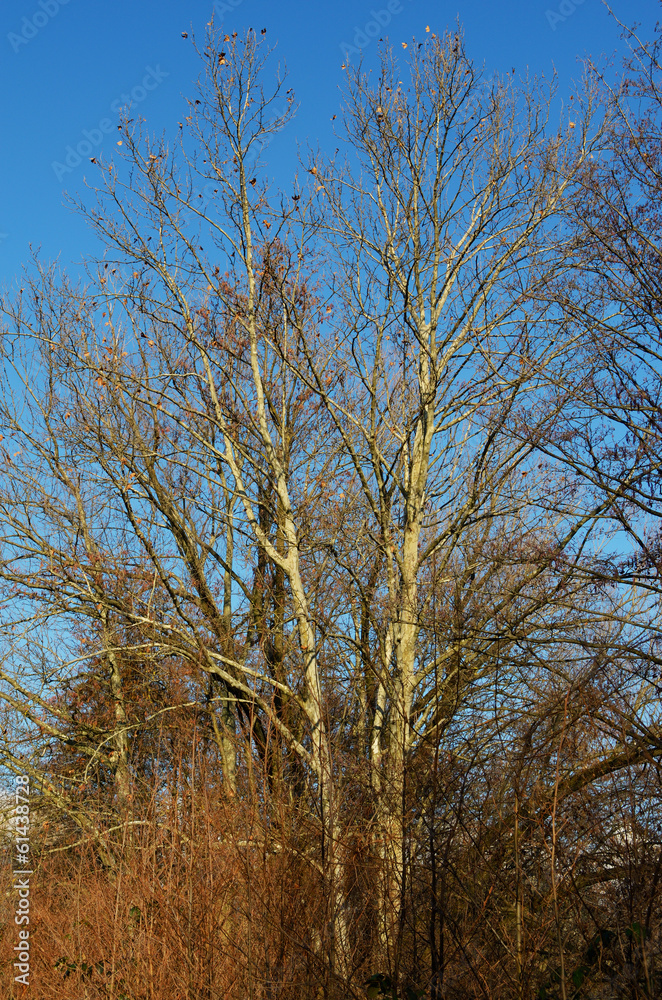 Trees Trees