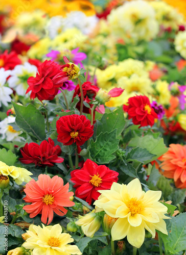 bright different colored dahlia flowers © irisphoto1