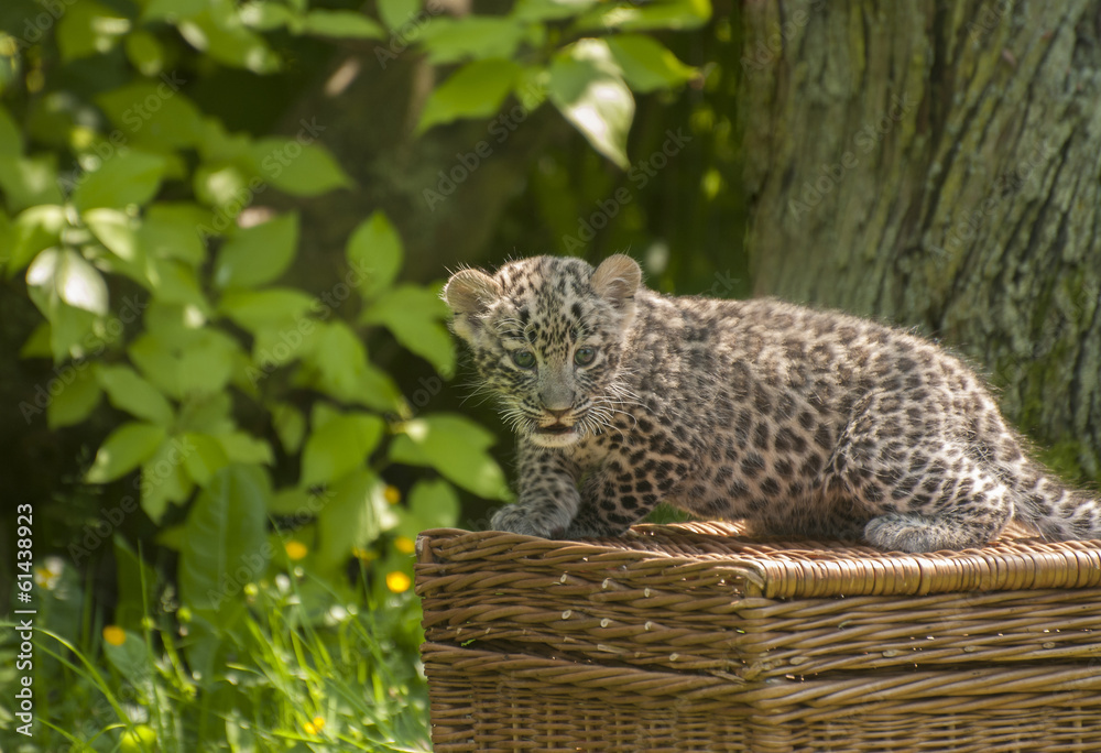 Fototapeta premium Small Persian leopard
