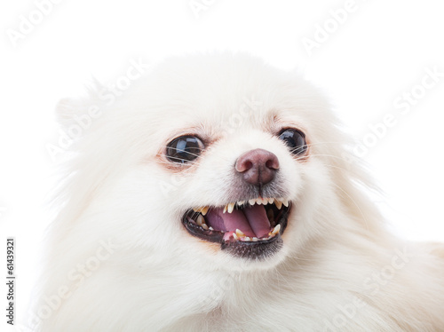 White pomeranian feel angry