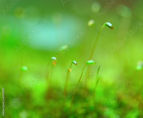 Fototapeta Naklejka Na Ścianę i Meble -  Green grass close up