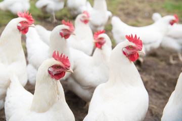Fotobehang Kip Witte hen op neutrale achtergrond  © Ivonne Wierink