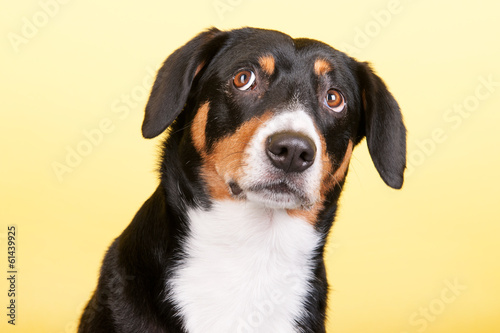 Portrait Sennen hund