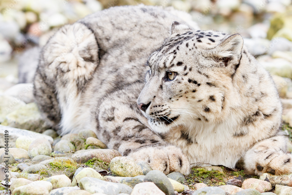 Obraz premium Snow leopard Uncia uncia