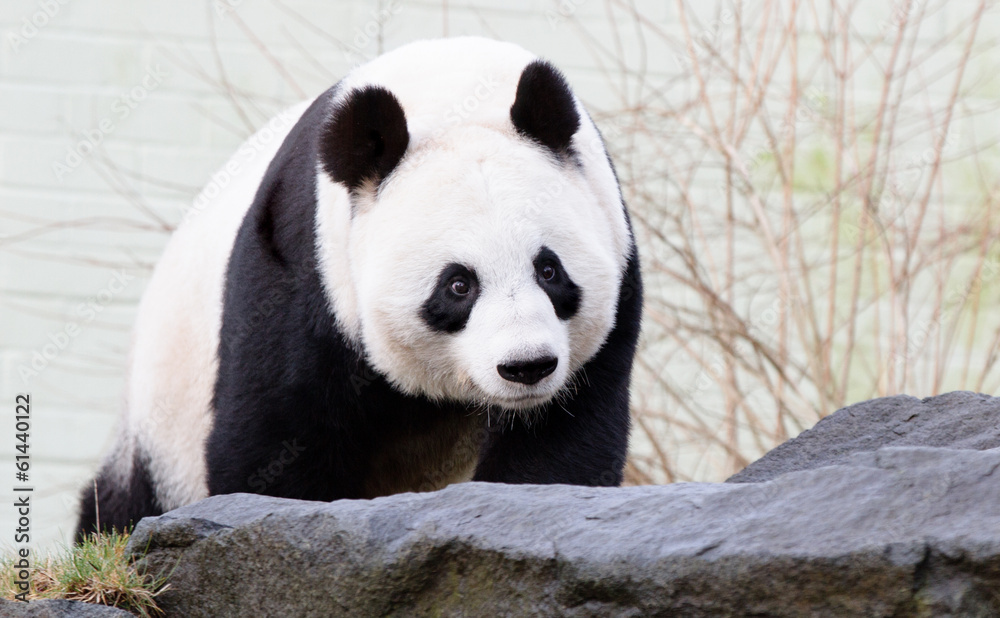 Fototapeta premium Giant Panda Bear