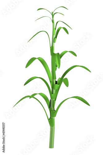 realistic 3d model of corn stalk