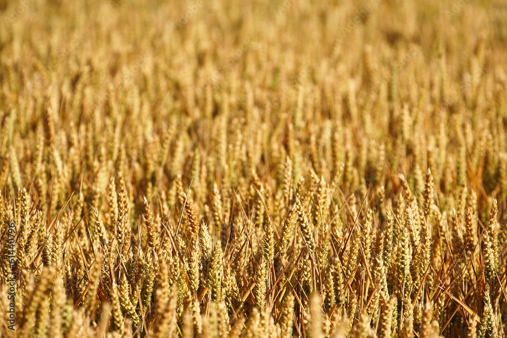 field field
