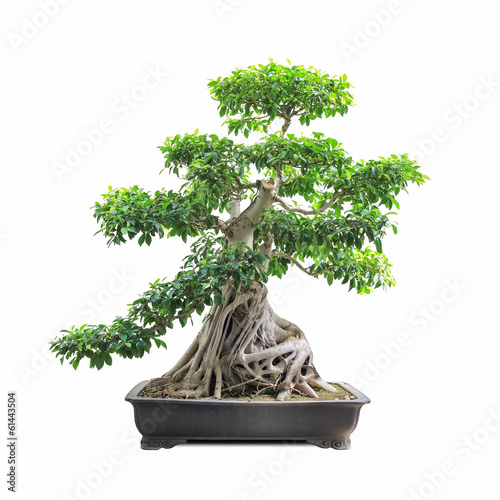 green bonsai banyan tree