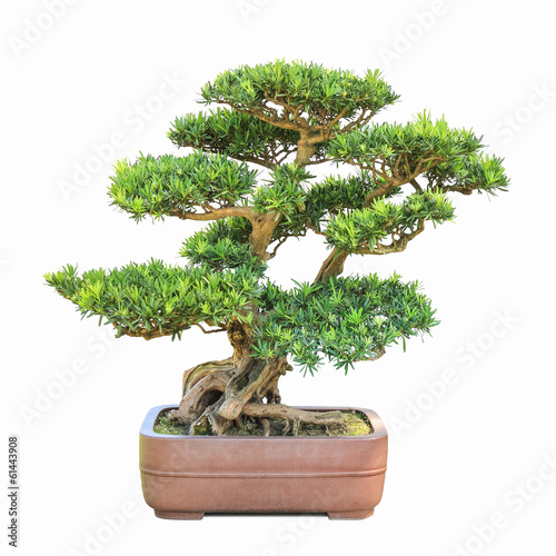 green bonsai elm tree