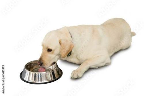 Fototapeta Naklejka Na Ścianę i Meble -  Cute labrador dog lying beside water bowl