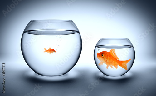 big goldfish in a small aquarium - outgrown concept photo
