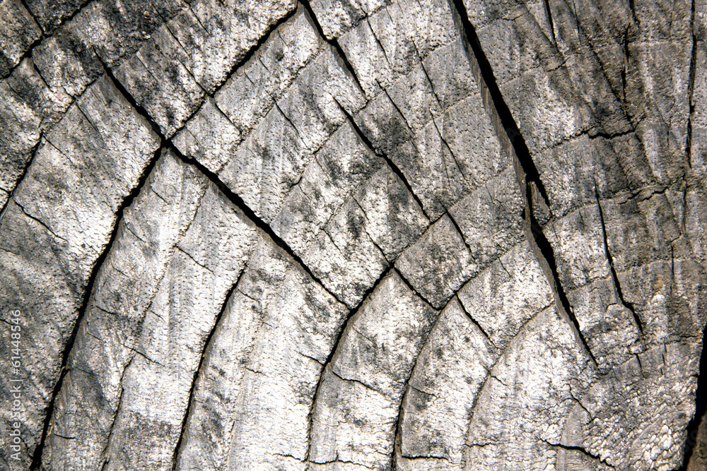Old Sawed Off Tree Trunk Showing Age Rings Old Sawed Off Tree Trunk Showing Age Rings