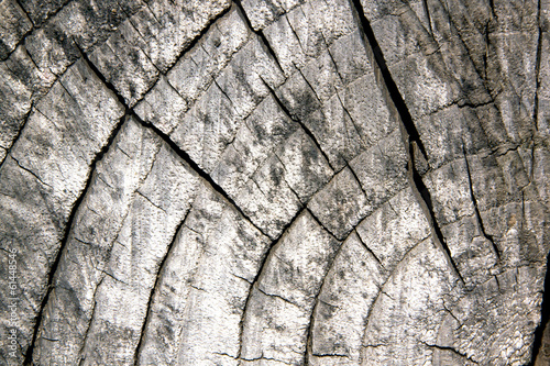 Old Sawed Off Tree Trunk Showing Age Rings