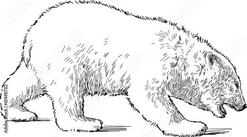 walking polar bear
