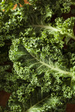 Healthy Raw Green Kale