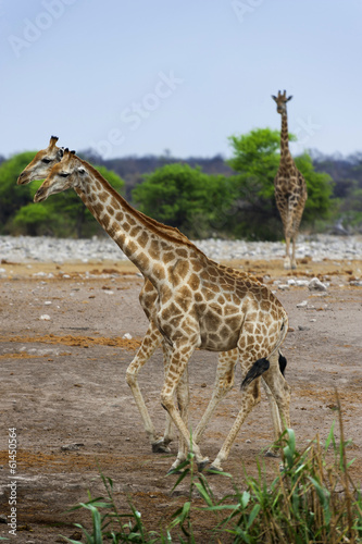 Afrikanische Steppengiraffen im Etosha   Namibia