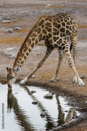 Afrikanische Steppengiraffe im Etosha   Namibia