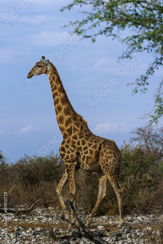 Giraffe  Etosha Nationalpark in Namibia