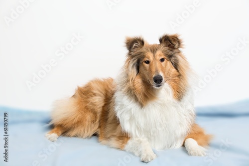 Fototapeta Naklejka Na Ścianę i Meble -  Collie