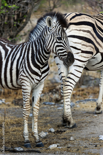 junges Zebra im Etosha Park  Namibia