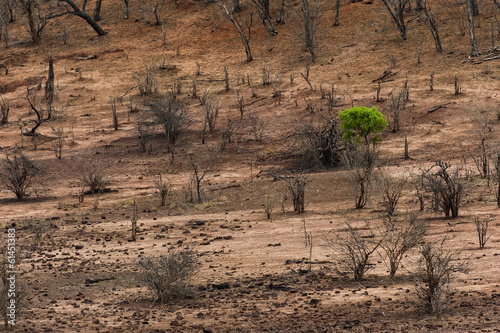 Trockenzeit im Chobe-Park  in Botswana photo