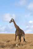 Adult female Masai Giraffe