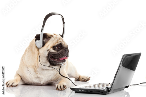 call center agent.  pug dog telephone operator photo