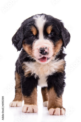 Fototapeta Naklejka Na Ścianę i Meble -  Puppy Bernese Mountain Dog
